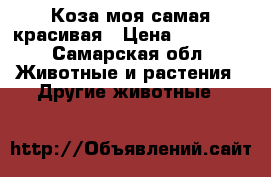 Коза моя самая красивая › Цена ­ 10 000 - Самарская обл. Животные и растения » Другие животные   